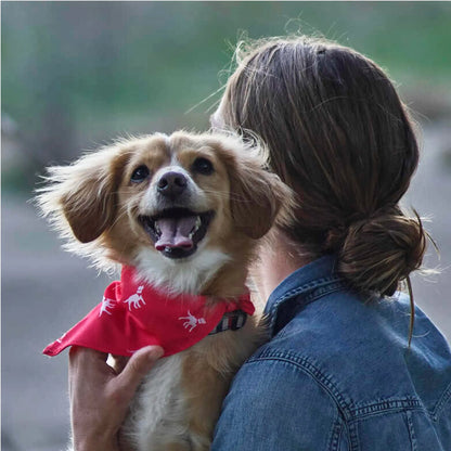 Petlab Co Dog Bandana – Stylish Pet Scarf | Soft, Comfortable & Washable Dog Accessory