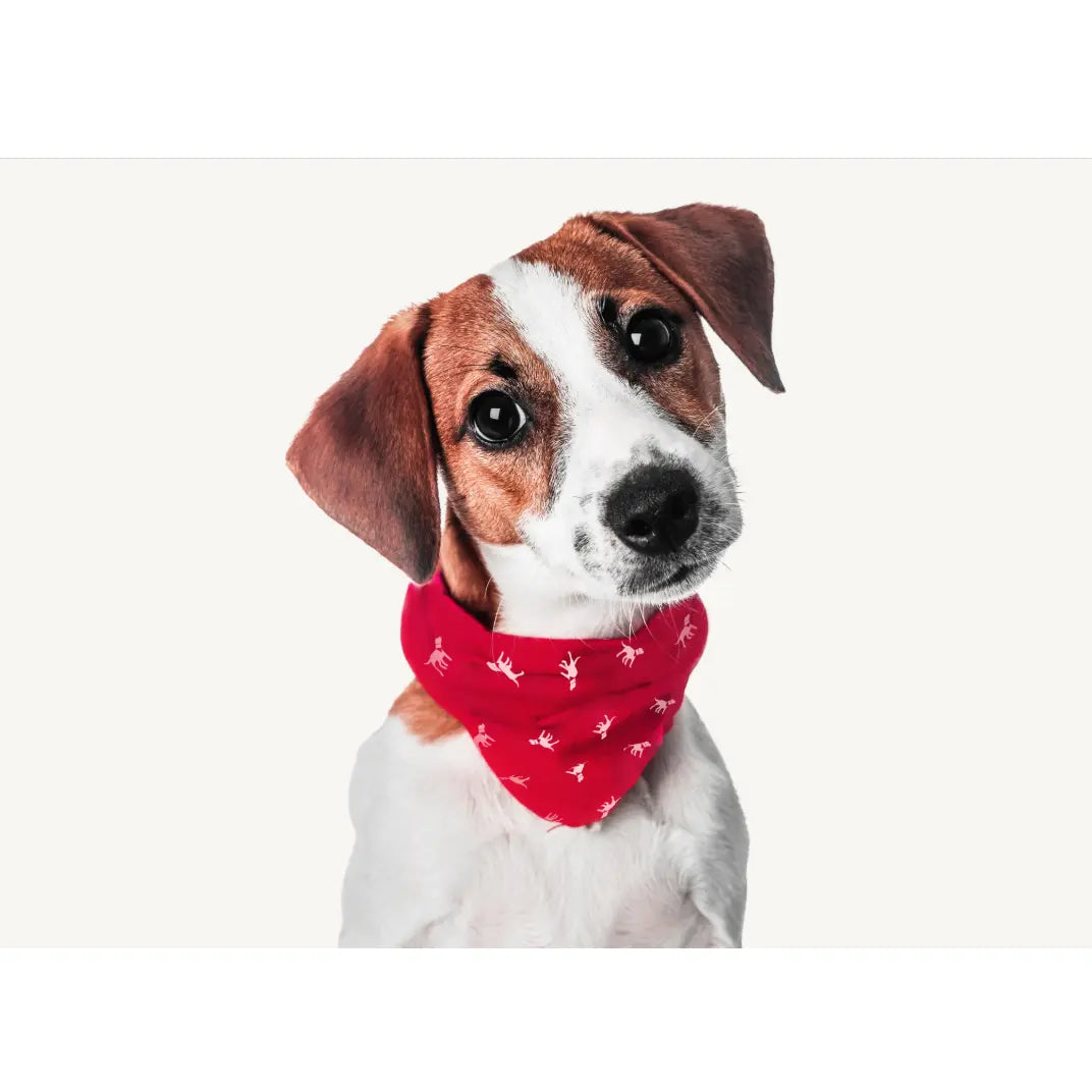 Petlab Co Dog Bandana – Stylish Pet Scarf | Soft, Comfortable & Washable Dog Accessory